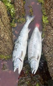【札幌白石店】サクラマス・ロックフィッシュ釣果情報☆彡