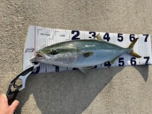 TB平野店　釣果情報