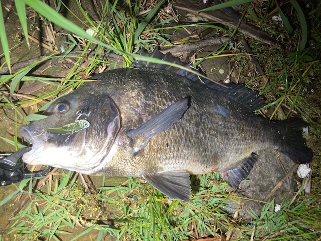 葛西店 釣果情報 葛西店 Kasai