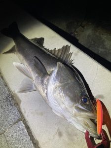 葛西店、入荷情報！