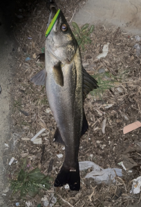 葛西店、入荷情報！