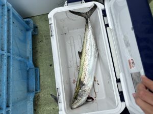 葛西店、入荷情報！
