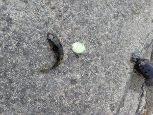 TB新居浜店藤野ニュース第18弾!!