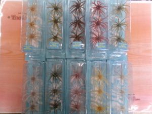 ☆入荷情報☆