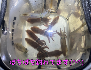 姫路の冬はヒイカ釣り！！
