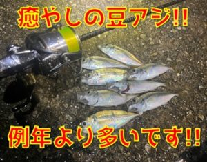 絶好調豆アジング！