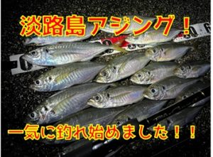 淡路島アジング開幕！