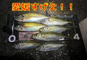 初めてのオカッパリ 愛媛アジング遠征!