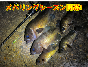 メバリング開幕～！