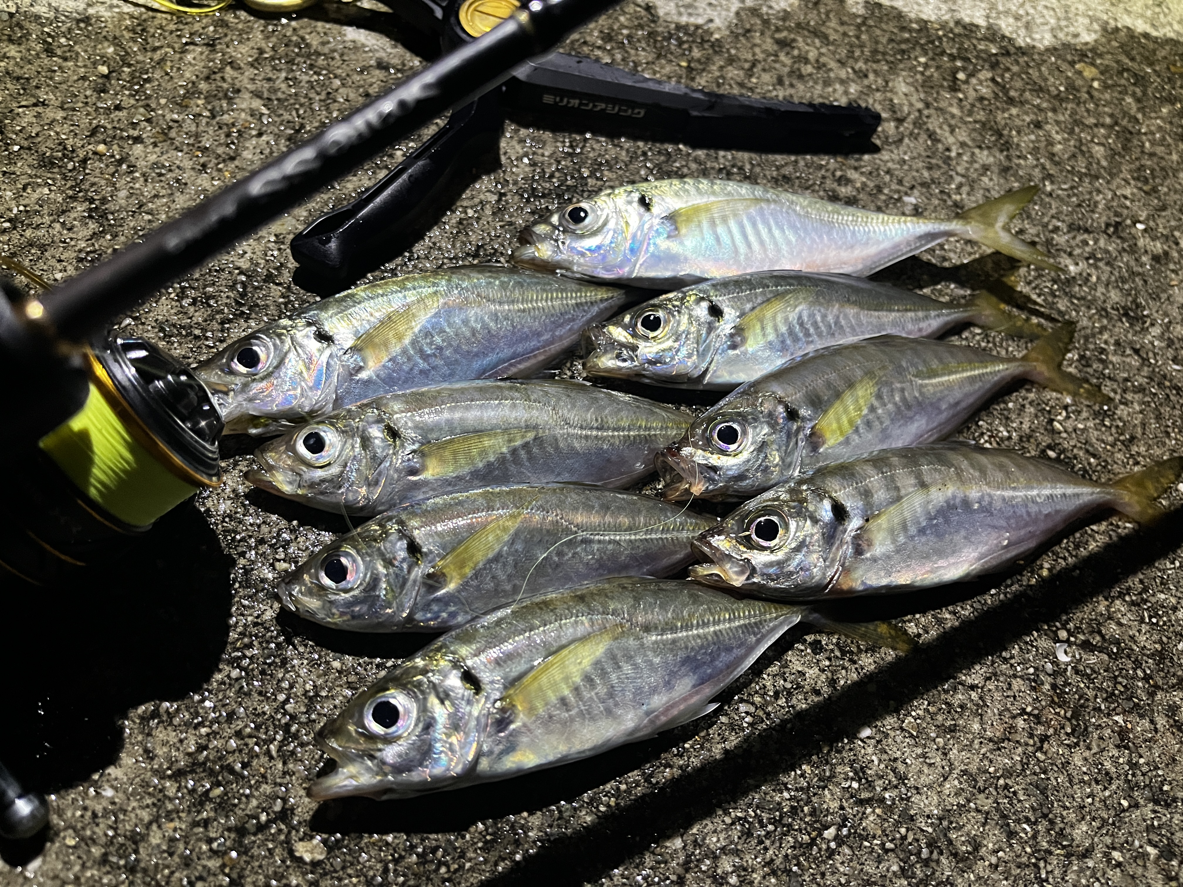 姫路周辺アジング釣果