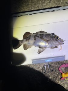 メバルが釣れ始めました！まだまだライトゲームは楽しめます！