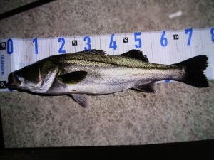 ☆バチ抜けだけじゃない！東京湾奥シーバス！☆