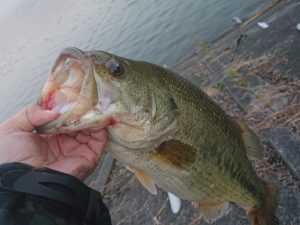 釣査報告！