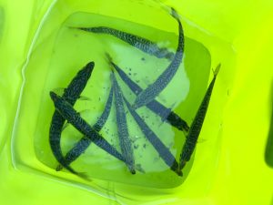 牡鹿でサビキ釣り！