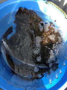 初めての船ヒラメ釣り！