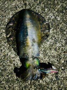 秋🦑イカ到来？！釣果情報をいただきました！！