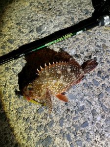 釣果報告いただきました(‘ω’)