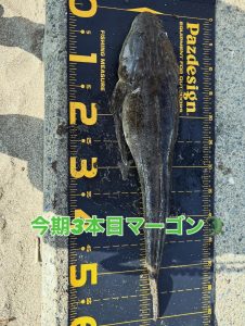 【祝】今期3本目の“マーゴン”釣果情報いただきました👏✨