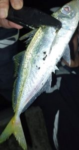 アジング調査に行ってきました(゜))<<