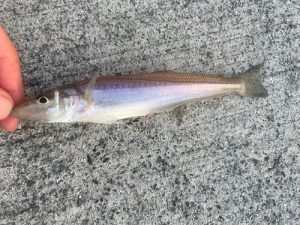 釣果情報 ~餌編~