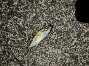 久しぶりにアジング