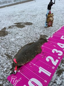 ヒラメ釣れてます🎣🎄