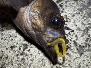 寒さも本格的になってきましたね⛄“あの魚”が釣れてます🎣