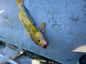 ボートロック <゜)))彡