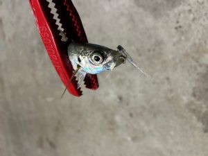 爆風アジング🐟