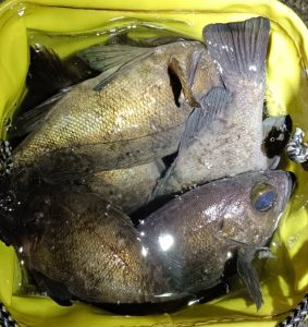 ★釣れている場所があるみたい★