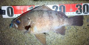 今年はこのサイズが出ています！！<゜)))彡