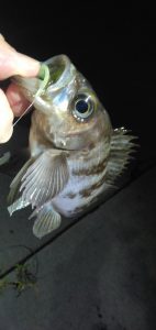 メバル釣りに行きませんか？🎣