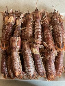 速報！！！！シャコ大漁！