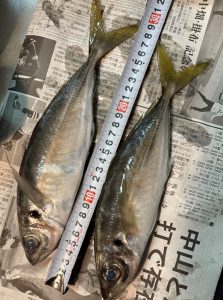 ★そろそろアジング？！★