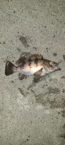 めばっ！！やっぱりこれ！