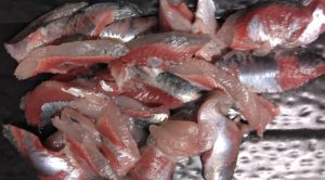 ★甘く見ると釣れないサビキ釣り★