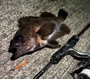 ★好調メバリング♪★