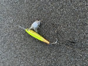 サーフ調査隊撃沈…