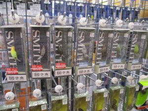 スレた鱒に効く！？