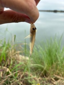 ハゼ釣りに行って来ました!