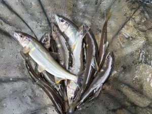 益田川へ鮎の友釣りに行って来ました