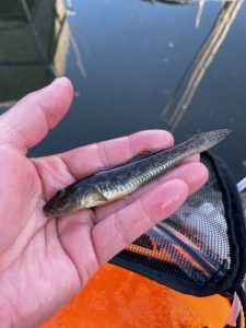 湾奥ハゼ釣ってきました。