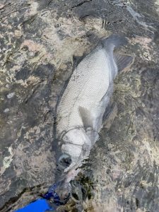 ヒラスズキ釣りに行ってきました。