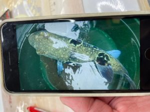 お客様釣果情報:外房カットウフグ