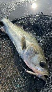 【市原店】オヤジスタッフの釣行報告♪