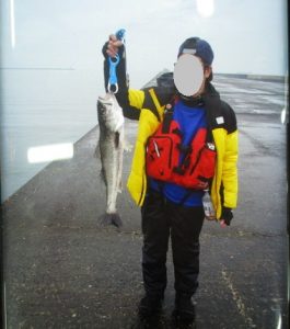 シーバス釣れてます