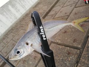 ～アジング釣果～