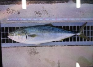 ～青物釣果～