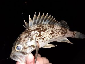 釣り納め～郷野編～