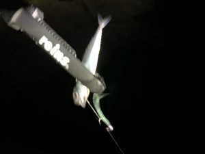 誰もいない水路・・結果は・・？
